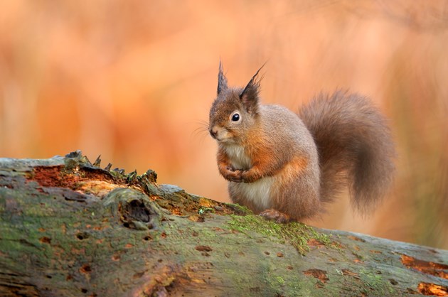 Scotland in world first for genetic diversity: Red Squirrel ©Lorne Gill/NatureScot