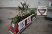 TfL Image - In Bloom 2025 Hammersmith DP: TfL Image - In Bloom 2025 Hammersmith DP