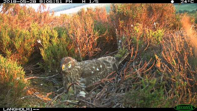Conservation project records new hen harrier behaviour: Hen harrier on nest