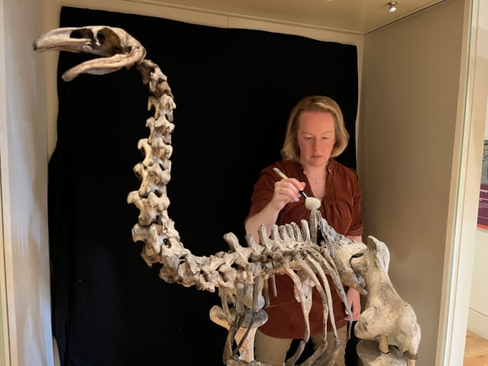 Moa cleaning: Clare Brown, Leeds Museums and Galleries' curator of natural sciences cleans the incredibly rare and complete bones of the heavy-footed moa, a huge flightless bird which once roamed parts of New Zealand. The bones are on display at Leeds City Museum.