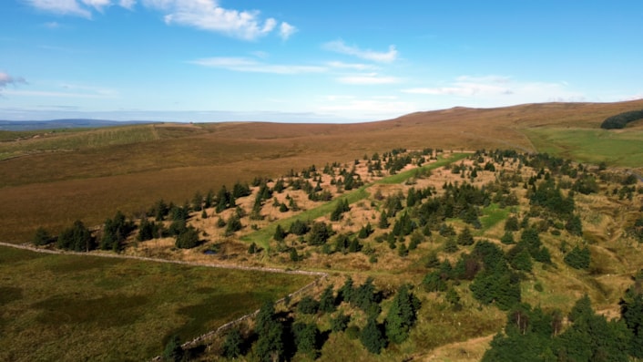 FAS NFM tree planting Malham: FAS NFM tree planting Malham