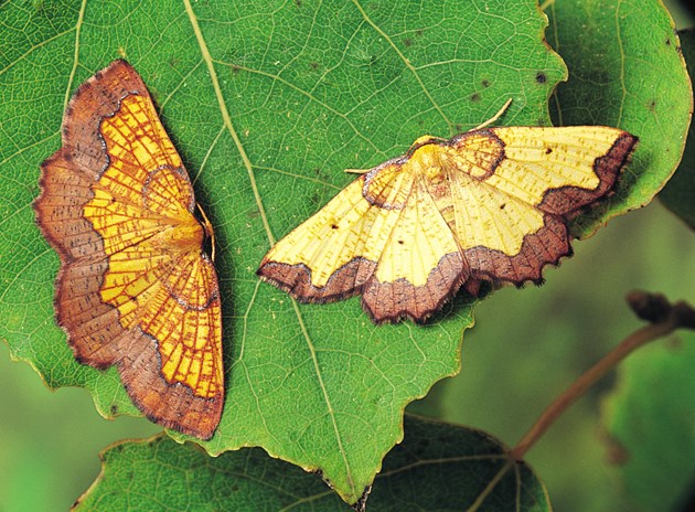 Major study reveals 46% decline in moth abundance: Dark Bordered Beauty © Roy Leverton