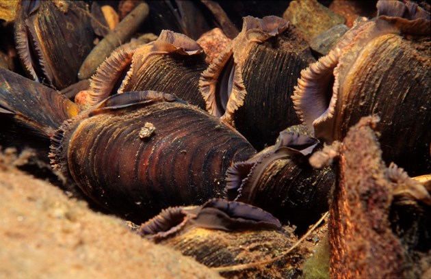 Freshwater pearl mussels - Credit Sue Scott-SNH