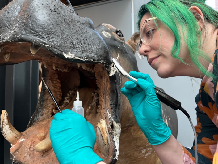 Hippo conservation: Lucie Mascord, a specialist conservation officer at Lancashire County Council's Conservation Studios made the trip to Leeds to carry out the work on Billie, the 99 year-old hippo at Leeds Discovery Centre.