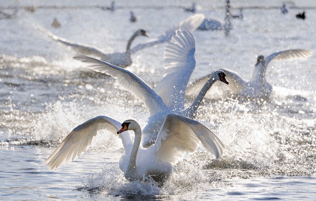 Mute Swans landing on a frozen loch. ©Lorne Gill-NatureScot-2