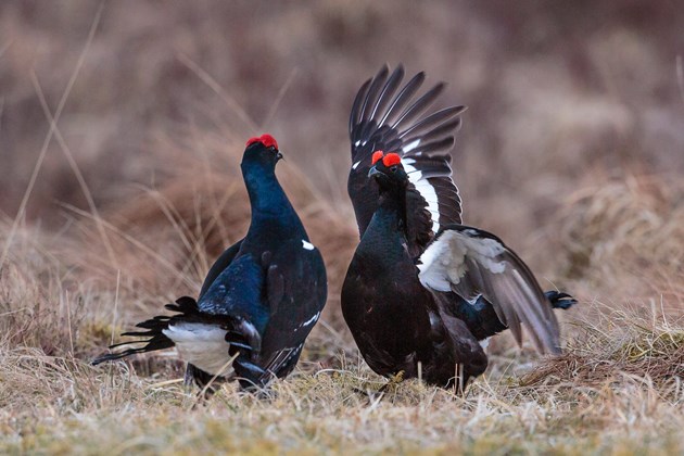 Spectacular year of ‘firsts’ on Scotland’s nature reserves: Black Grouse displaying - copyright David Whitaker - one-time use