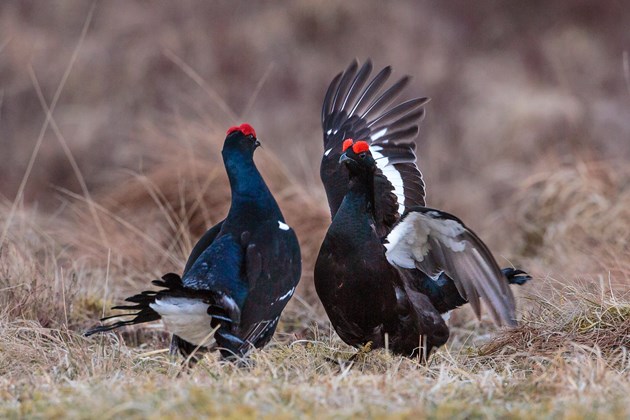 Black Grouse displaying - copyright David Whitaker - one-time use