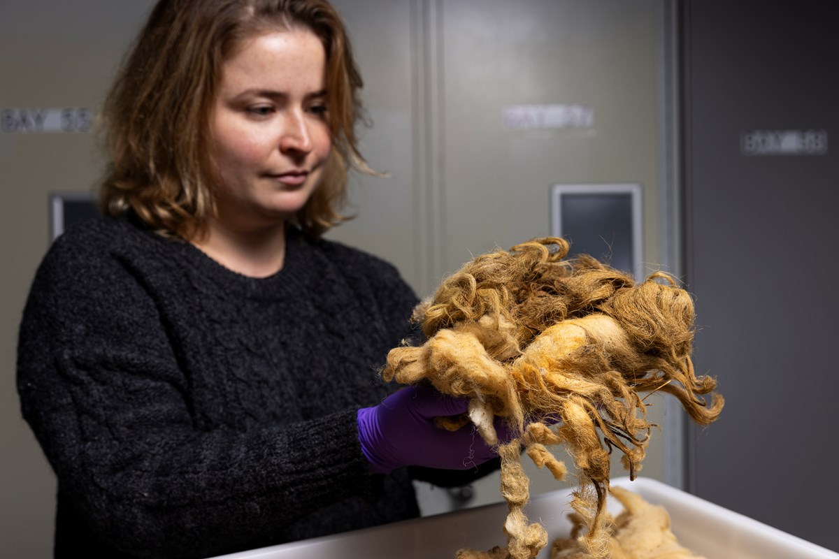 Curator Sophie Goggins with Dolly the Sheep fleece. Photo © Duncan McGlynn (5) - Copy