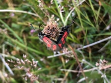 Slender Scotch Burnet, Ulva (c) Chris Austwick: Slender Scotch Burnet, Ulva (c) Chris Austwick