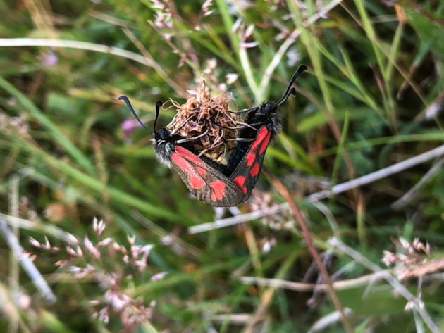 Slender Scotch Burnet, Ulva (c) Chris Austwick