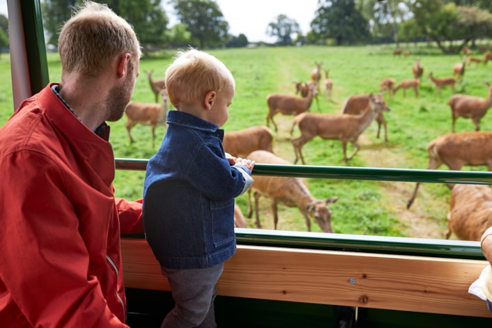 Chance to fawn over baby deer and penguins at Lotherton this summer: Lotherton Hall deer park tour 3