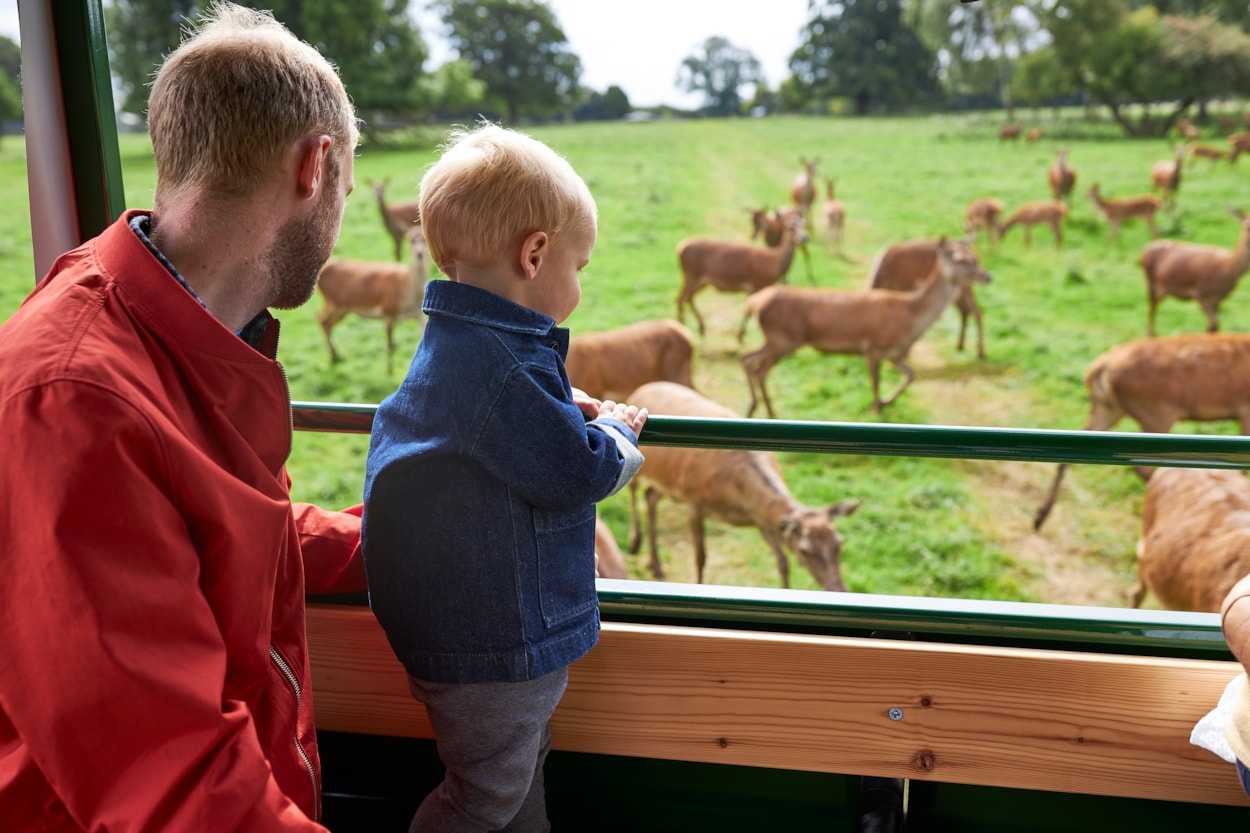 Lotherton Hall deer park tour 3