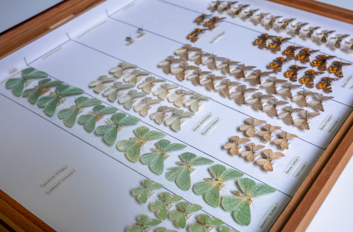 Moths from National Museums Scotland's collection, which will be digitised as part of the DiSSCo UK project. Image copyright Neil Hanna (6)
