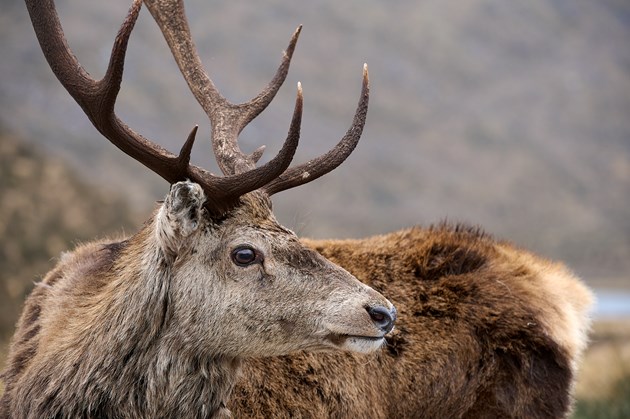 Drivers warned of deer collision risk at Navidale: Red deer stag ©Lorne Gill/NatureScot