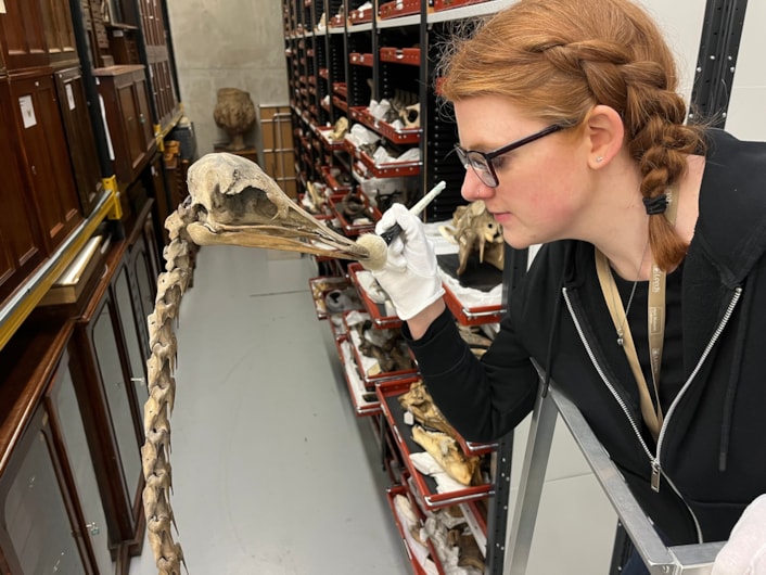 Big birds: Curator of natural sciences Sarah Burhouse conserves the towering skeleton of a full grown adult ostrich, the world’s largest bird. Believed to date from around 1841, the skeleton was repositioned for display ten years ago with the help of the Leeds Philosophical and Literary Society.