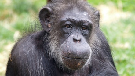 Choppers the chimp. Photo Twycross zoo (2)