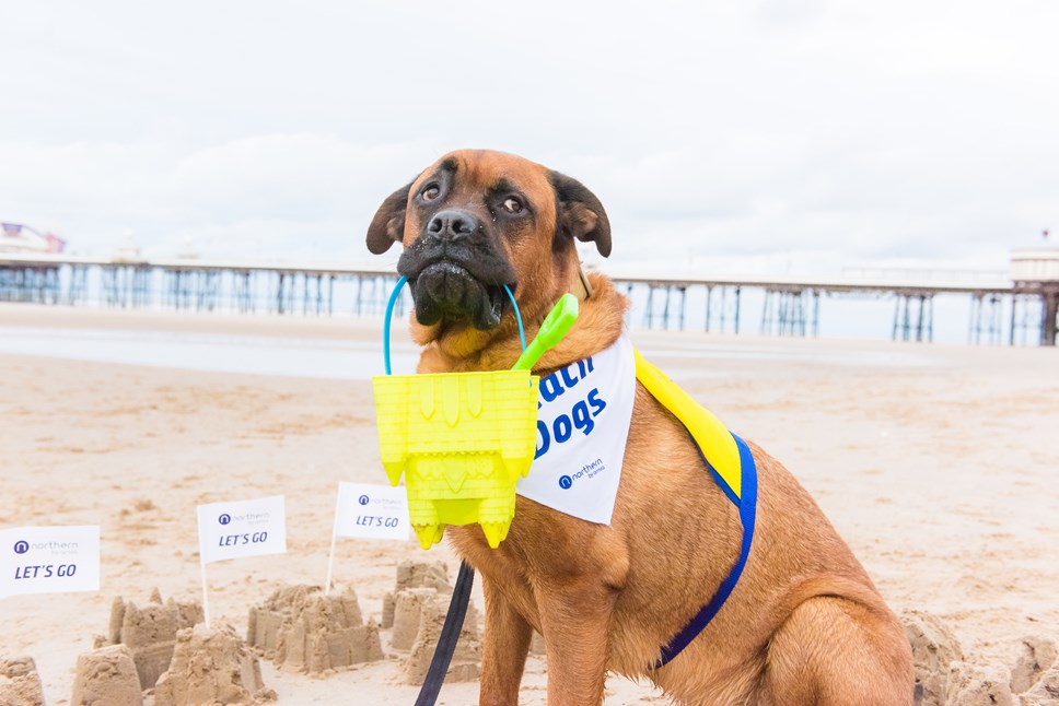 Dogs at Blackpool 10