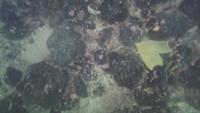 Skate eggs in amongst boulders on the sea floor in the Inner Sound ©NatureScot