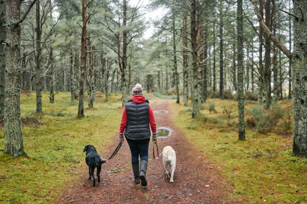 Tentsmuir Forest Credit Forestry and Land Scotland: A woman walking two dogs in Tentsmuir Forest. Credit Forestry and Land Scotland.