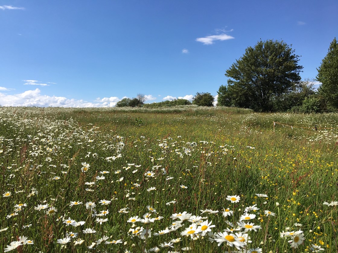 Established ecological mitigation site at Finham Brook, Warwickshire: Credit: HS2 Ltd