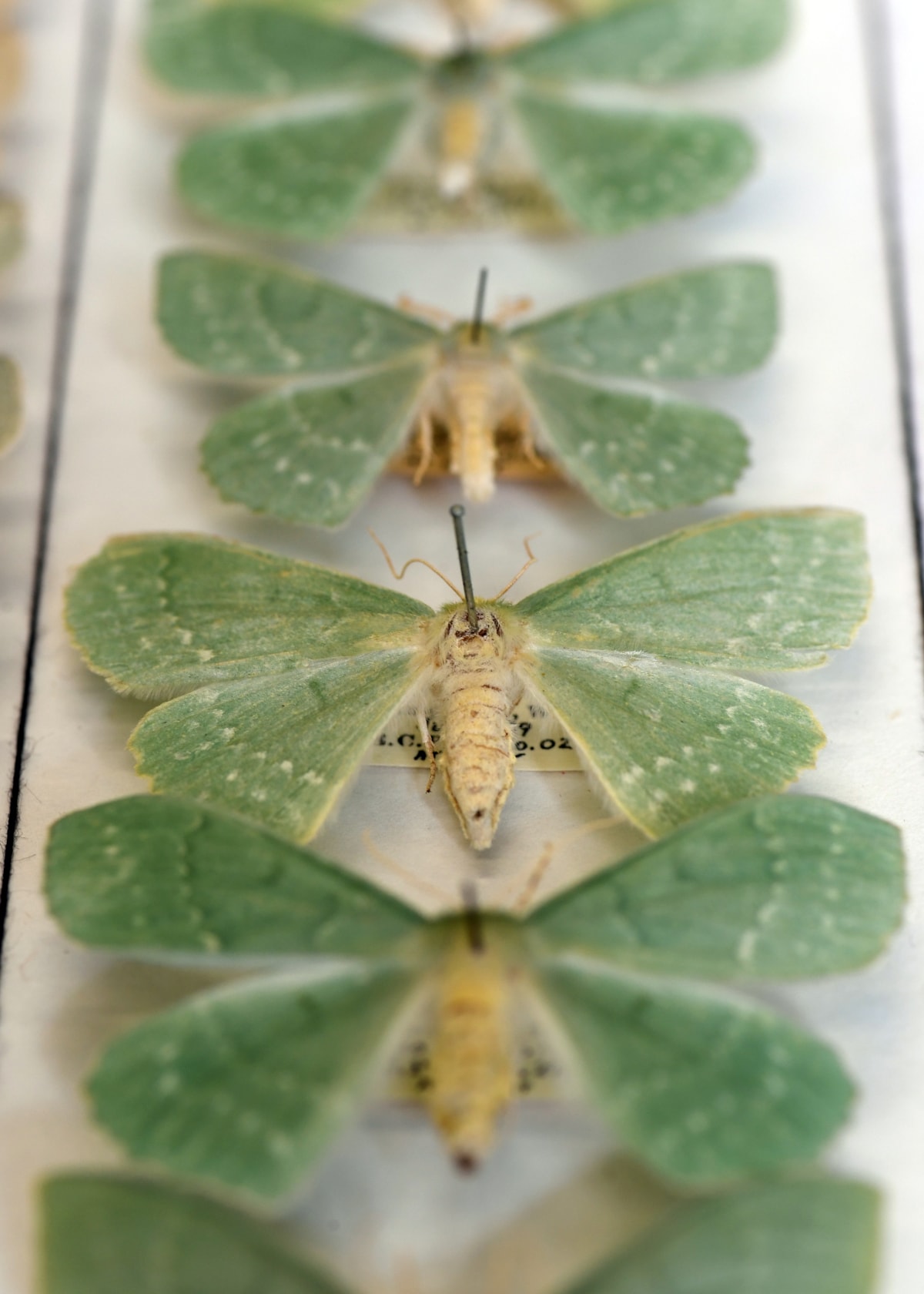 Moths from National Museums Scotland's collection, which will be digitised as part of the DiSSCo UK project. Image copyright Neil Hanna (11)