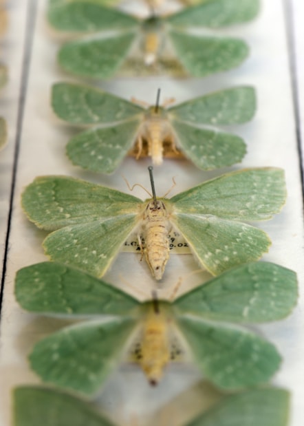 Moths from National Museums Scotland's collection, which will be digitised as part of the DiSSCo UK project. Image copyright Neil Hanna (11)