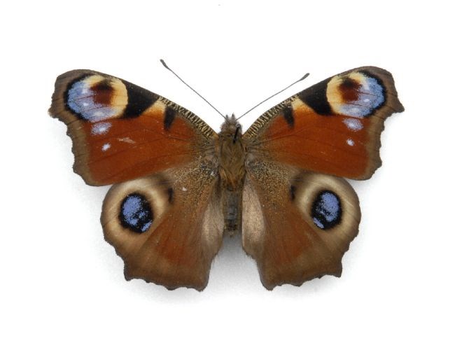 Peacock Butterfly: The Peacock Butterfly has patterns on its wings that look like eyes to confuse predators This image is from the entomology collections at Leeds Museums ans Galleries. Code Cracker players will be asked to find out fascinating facts about minibeasts like these.