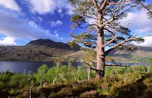 Scot's pine and birch, Loch Maree and Slioch from the woodland trail, Beinn Eighe NNR ©Laurie Campbell NatureScot.