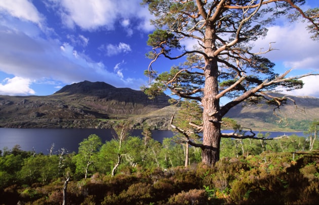 Scot's pine and birch, Loch Maree and Slioch from the woodland trail, Beinn Eighe NNR ©Laurie Campbell NatureScot.