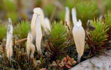 The lichen Multiclavula corynoides © David Genney / SNH
