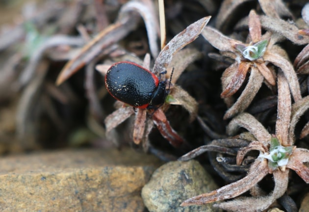 Da Peerie Red Scarred Wan, or Plantain Leaf Beetle, feeding on Plantain at the Keen of Hamar (c) Molly Harvey