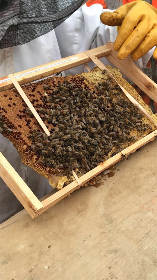 Manchester bees are buzzin’ about the Ordsall Chord: IMG 0128