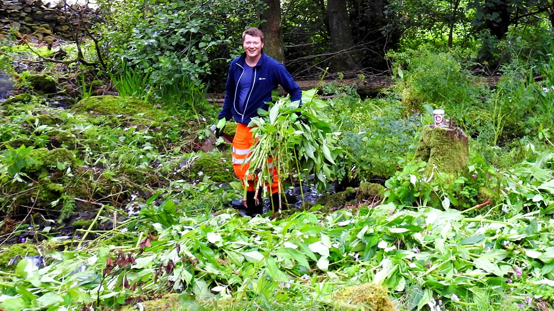 Network Rail helping clear Himalayan Balsam from the River Kent in Cumbria
