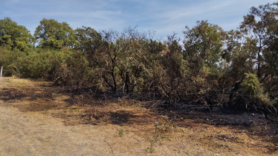 Damage to woodland following a recent fire at Saltwells