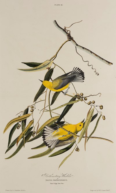 Print depicting Prothonotary Warblers from Birds of America, by John James Audubon. Image © National Museums Scotland