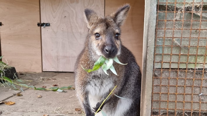 Wallabies bounce into new home at Lotherton Wildlife World: Wallabies at Lotherton cropped