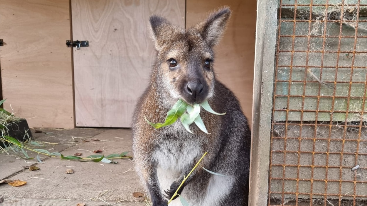 Wallabies at Lotherton cropped