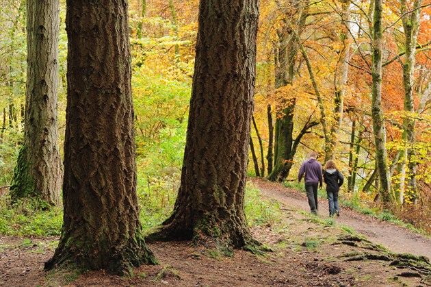 Walkers enjoying woodland at Dunkeld Perthshire ©Lorne Gill 2020VISION