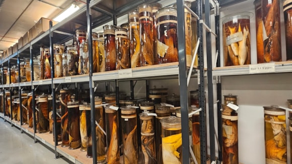 Scientists analyse Darwin’s Original Specimens Without Opening 200-Year-Old Jars: 20241031 115131