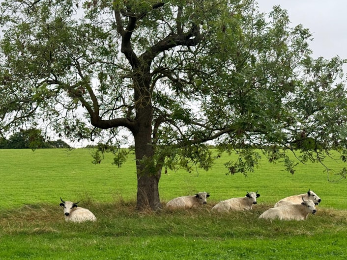 Vaynol cattle: Vaynol cattle are categorised as ‘priority’ by the Rare Breed Survival Trust. They originate from North Wales and were first established in the late 19th Century.