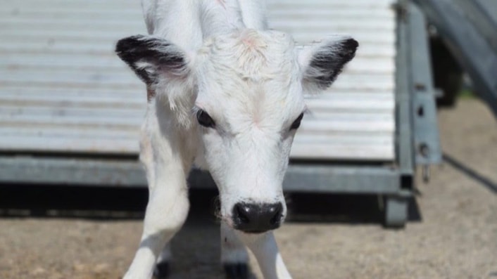 Baby bliss as five extremely rare cows born at Temple Newsam: Vaynol calf