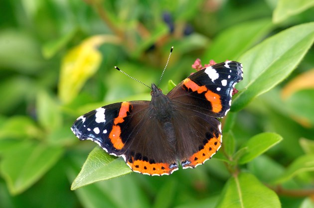 Warmer summers cause butterfly increase in Scotland: Red Admiral butterfly - Credit Lorne Gill-NatureScot