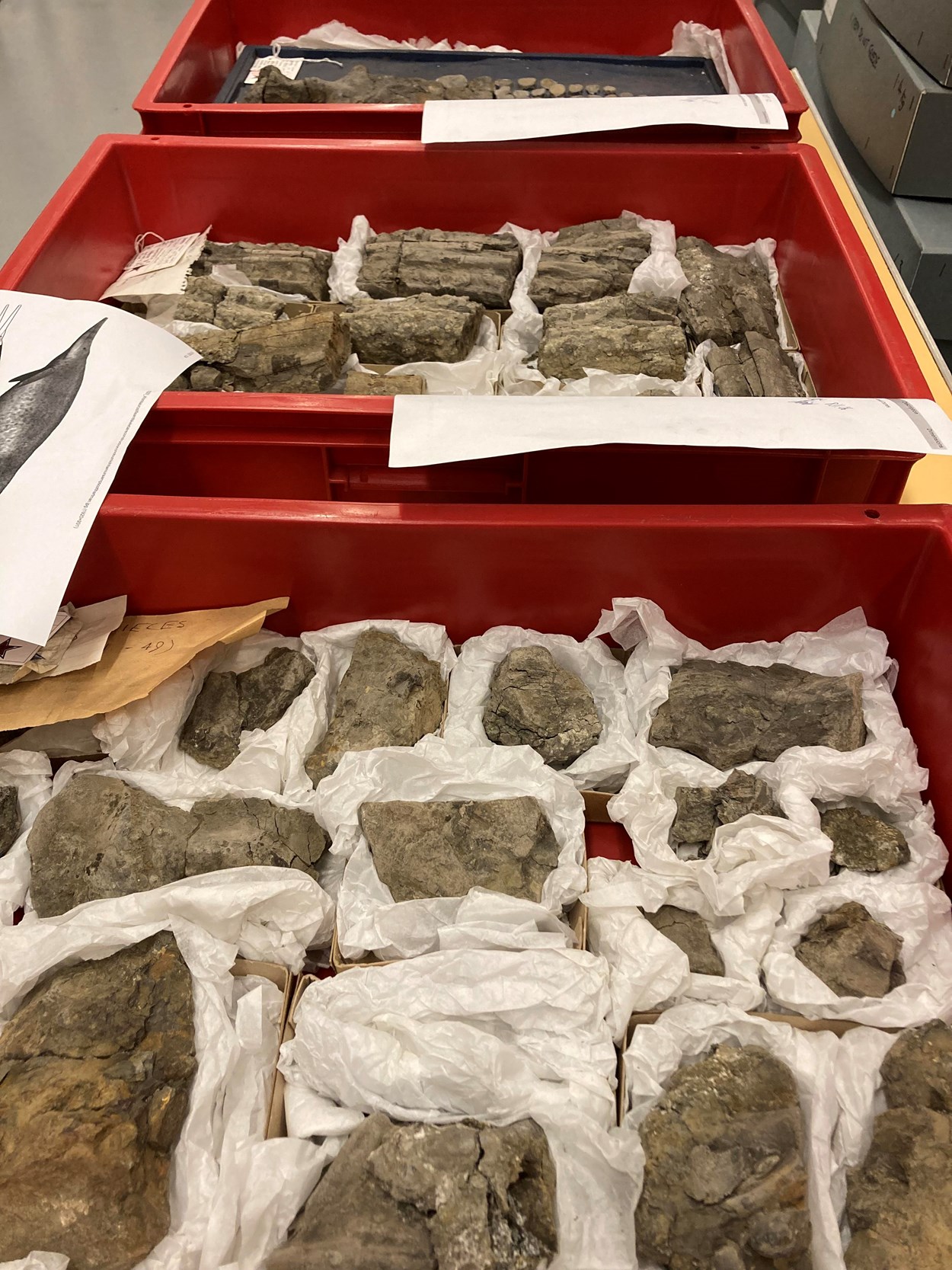Fossil find: The impressive fossilised remains of an Ichthyosaur, found by Pauline Hoggard on a beach in Whitby in 1949 and now stored at the Leeds Discovery Centre.