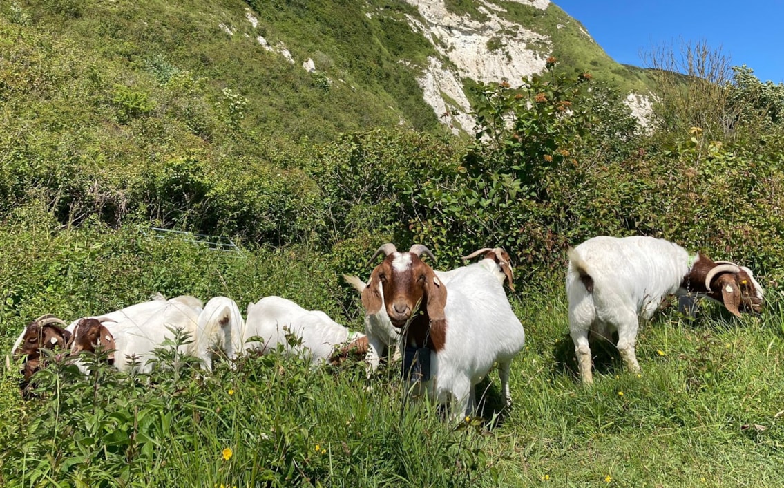 Derek's Goat Photo