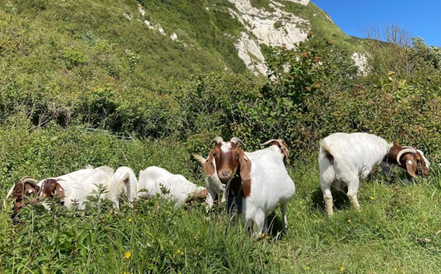 Derek's Goat Photo