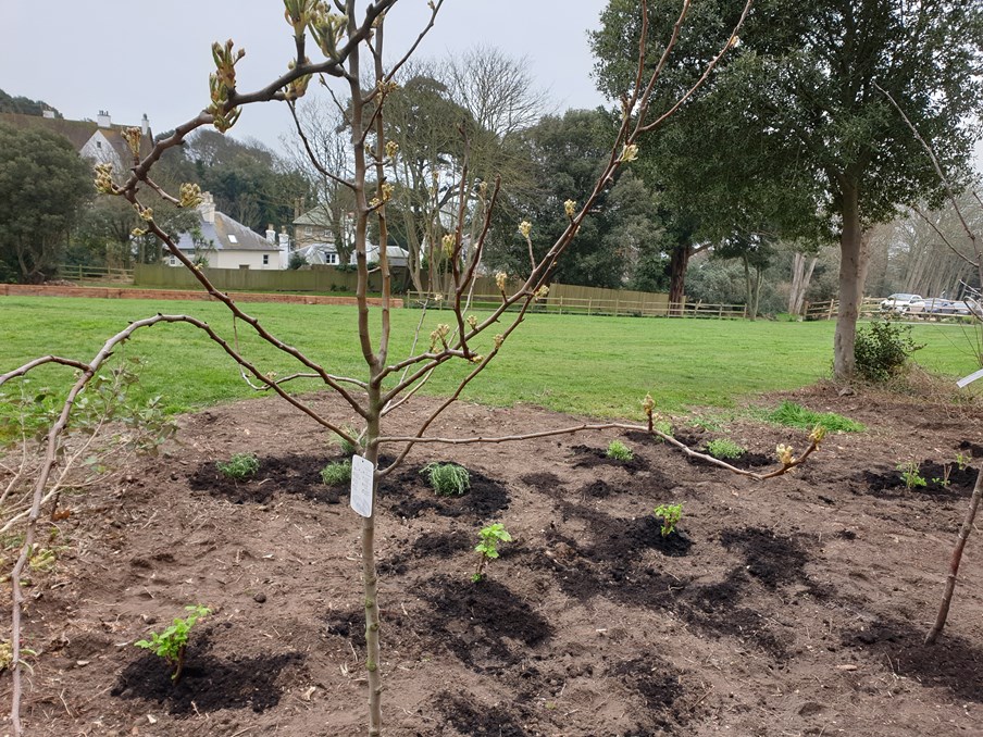 Saga bring employees and local residents together through community garden: Community Garden-5