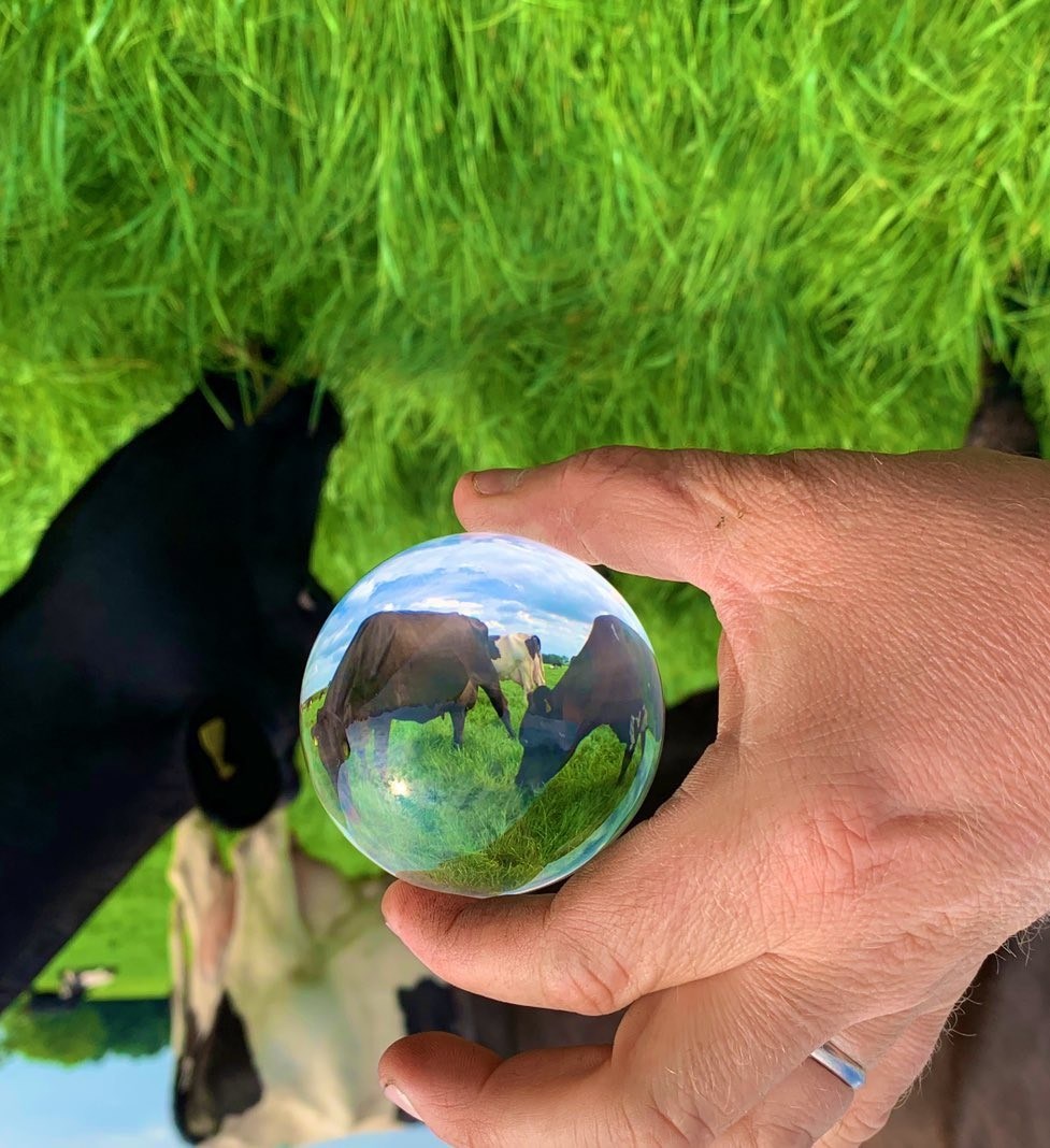 Crystal ball one Credit James Muir, an Arla farmer from Staffordshire Twitter muirtwit