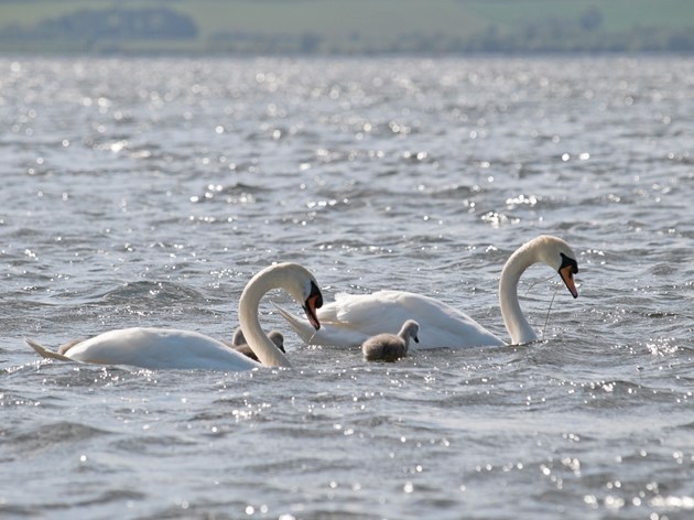 Mute swans at Loch Leven: Copyright Scottish Natural Heritage (SNH).