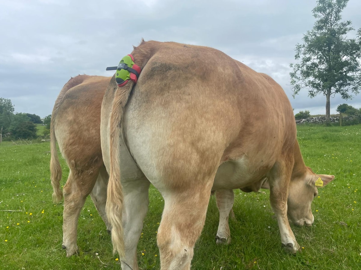 The Moocall wearable health sensor. Image © Moocall (8)