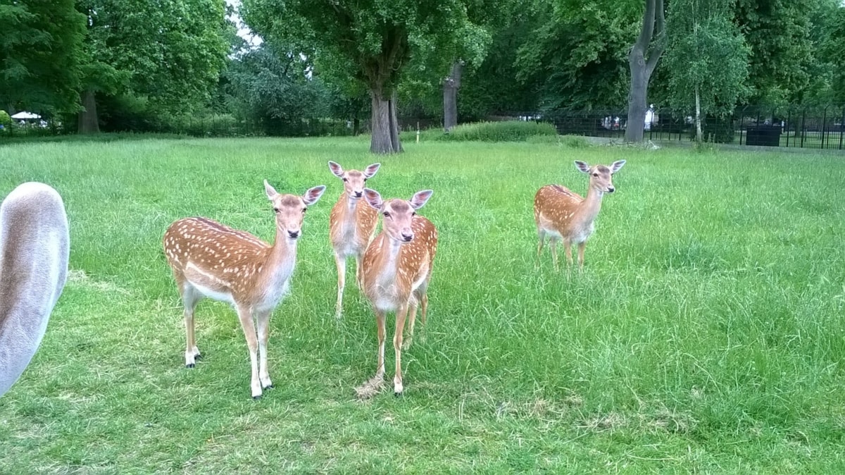 deerjuly2016.jpg